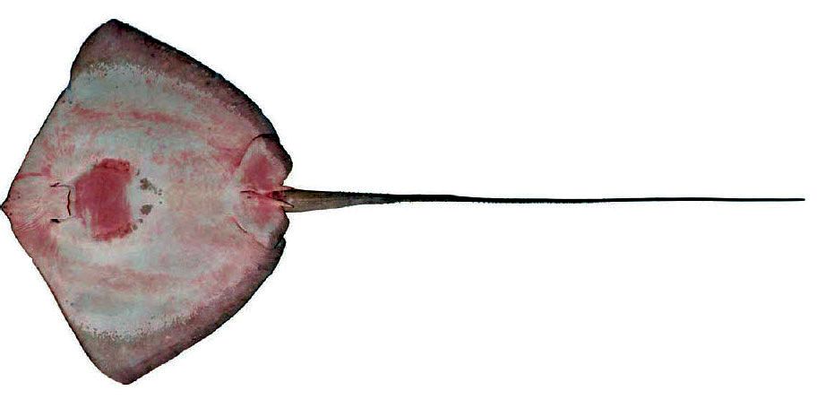 Dasyatis centroura_04.jpg